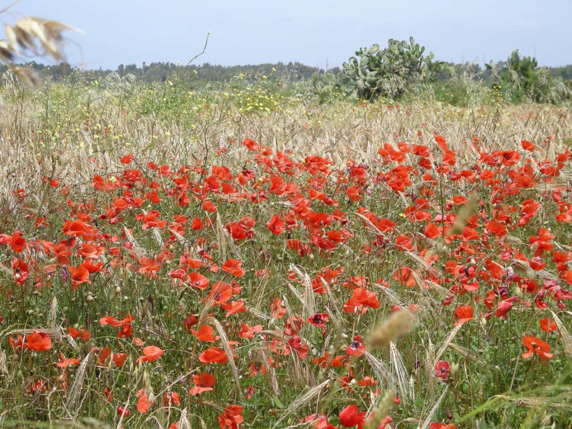 Agriturismo Il Melograno Ріола-Сардо Екстер'єр фото
